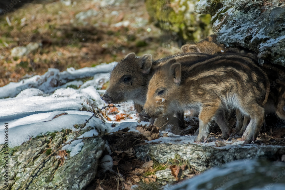Funny pair of wild boar cubs (Sus scrofa) coming out from their nest on a cold early spring day, Italy.