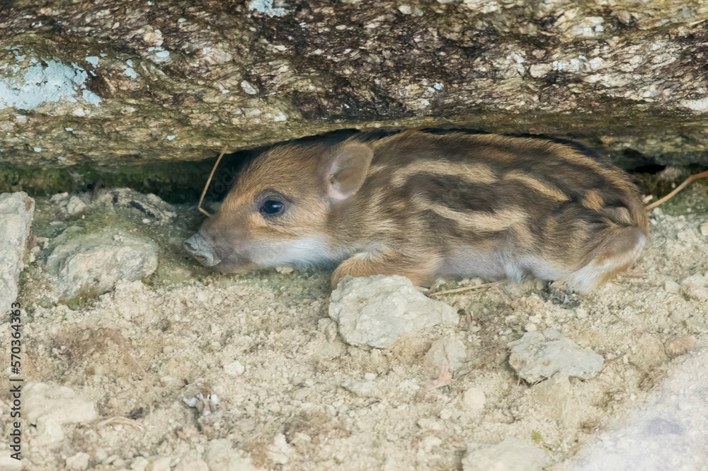 Little European wild boar cub (Sus scrofa), recently born, camouflages itself by holed up in its den. Italian Alps. January.