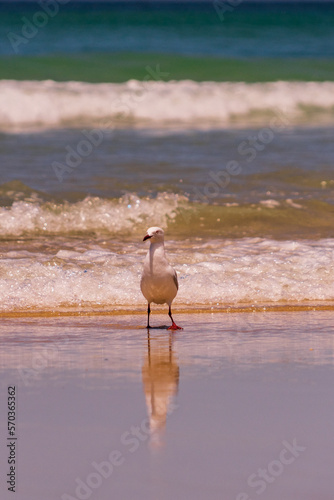 Möwen, Australien, Goldcoast, Meer, Urlaub, Reisen, Sonne, Sand ;meer