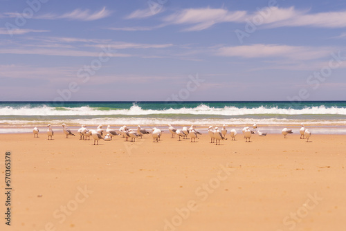 Möwen, Australien, Goldcoast, Meer, Urlaub, Reisen, Sonne, Sand ;meer