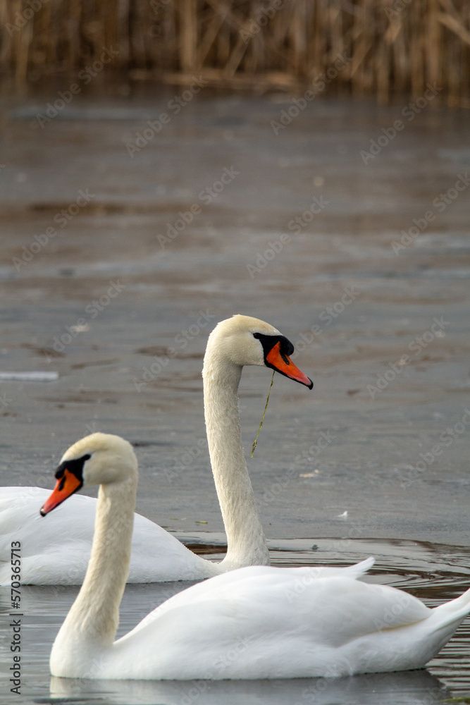 pair of mute swans swimming in water with ice pair of mute swans swimming in water with ice