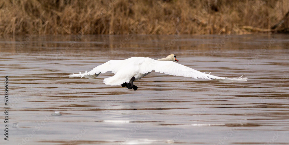 white mute swan running on ice and preparation for flight
white mute swan running on ice and preparation for flight