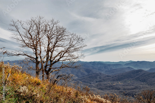 A tree on the background of high mountains in a picturesque place of the Caucasus. Beautiful mountain landscape. The mountain range of the Caucasus against the background of clouds.