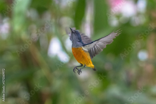 The orange-bellied flowerpecker (Dicaeum trigonostigma)