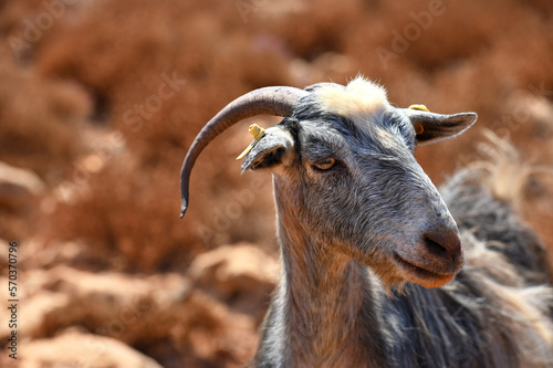 Mountain goat in the arid landscape