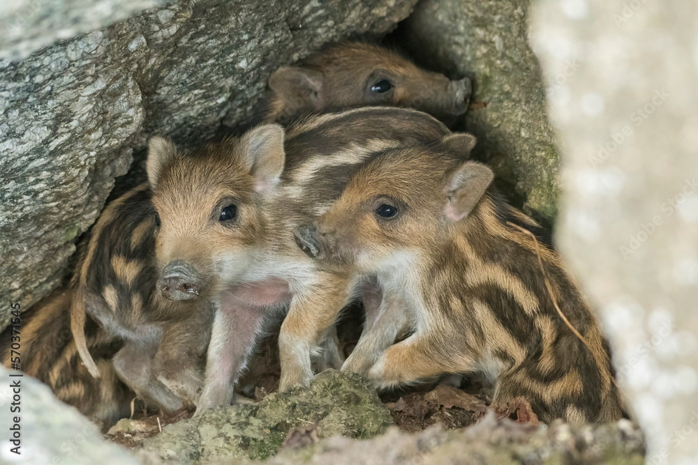 Family of cute newborn wild boar puppies (Sus crofa) keeping warm by staying close to each other in the den. Italy. February. Family of cute newborn wild boar puppies (Sus crofa) keeping warm by staying close to each other in the den. Italy. February.