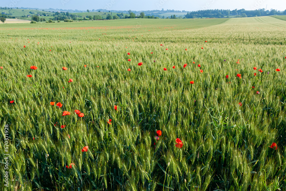 Champ de blé envahi par des coquelicots Champ de blé envahi par des coquelicots