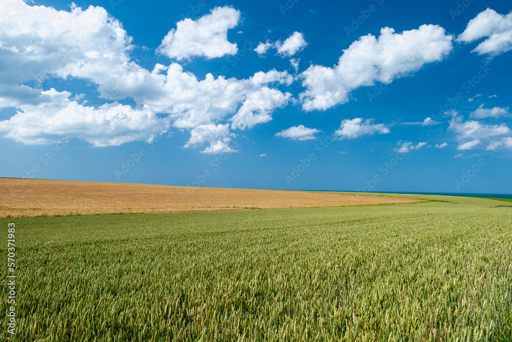 Champ de blé et orge bord de mer sous un ciel bleu et nuageux