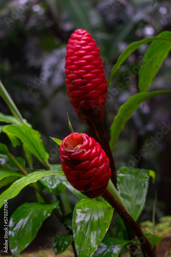cerro azul 