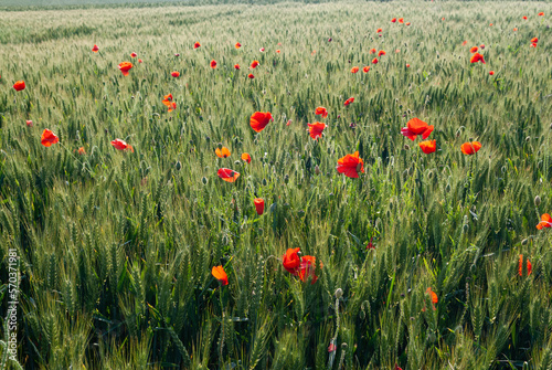 Champ de blé envahi par des coquelicots