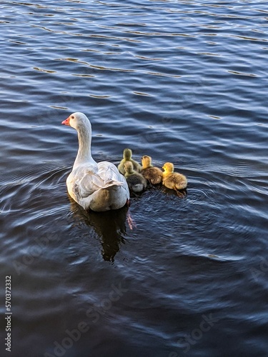 Goose with its chicks