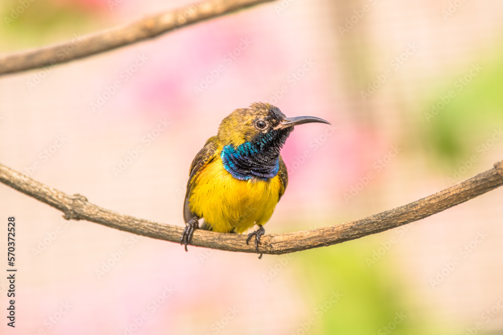 Fototapeta premium The olive-backed sunbird (Cinnyris jugularis)