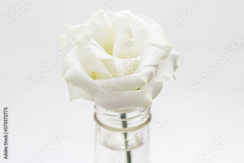Uma flor branca dentro de uma garrafa de vidro transparente com parede branca ao fundo. photo