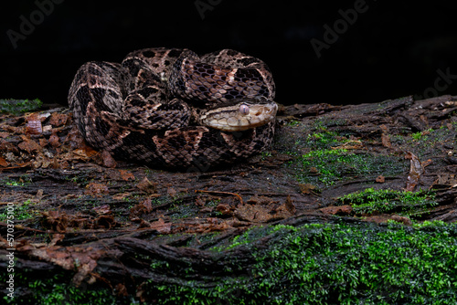 Fer-de-lance snake at night in tropical rainforest in Costa Rica. The fer de lance is the most dangerous snake in Central and South America.