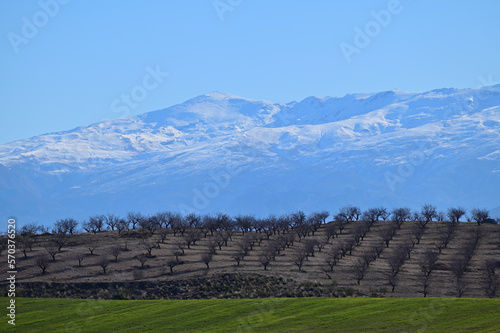 Top view of an Andalusian agricultural landscape at the end of winter with green fields of cereals and almond trees still bare