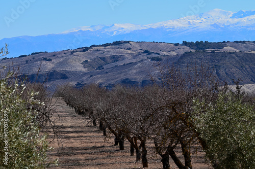 Andalusian agricultural landscape with rows of almond and olive trees with Sierra Navada with snow in the background photo
