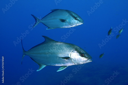 Pareja de peces medregales © IKER