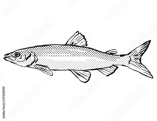 Coregonus albula vendace or the European cisco Fish Germany Europe Cartoon Drawing Halftone Black and White photo