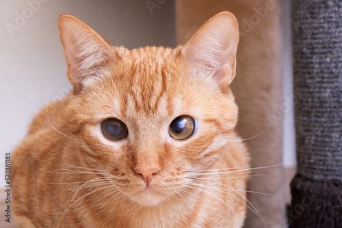 Wallpaper Mural Red cat sitting on the floor closeup Torontodigital.ca