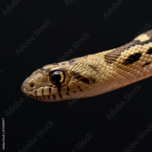 Pituophis melanoleucus studio shot. Pine snake head on black background. Exotic pet close up portrait.