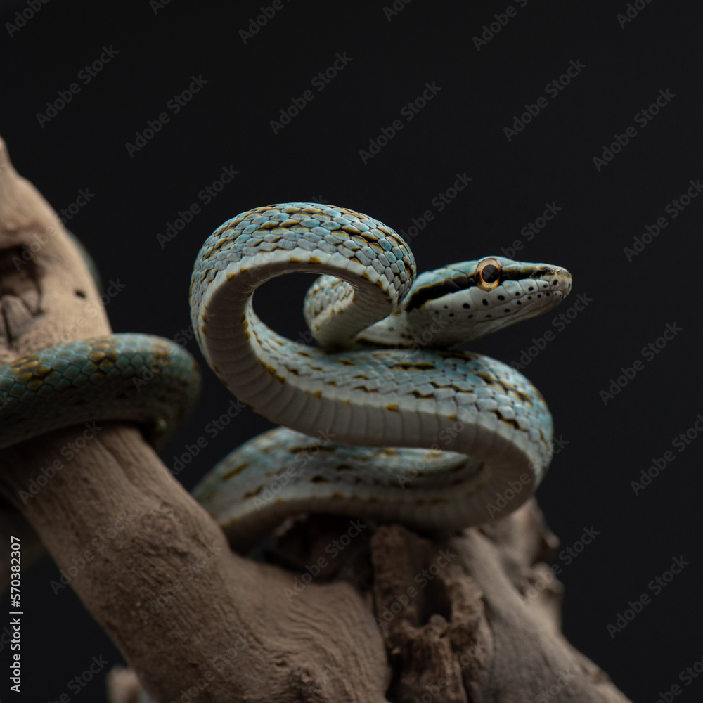 Obraz premium gonyosoma frenatum crawls on branch. Green snake in studio. Exotic pet juvenile color portrait. 