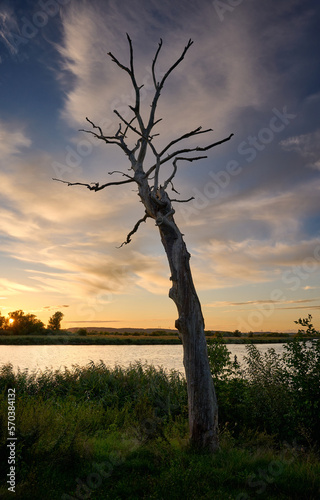 Dead tree on the shore of a river at sunset in summer.