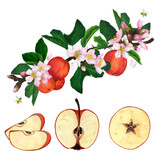 A beautiful branch of an apple tree with flowers, fruits and slices. Watercolor illustration.