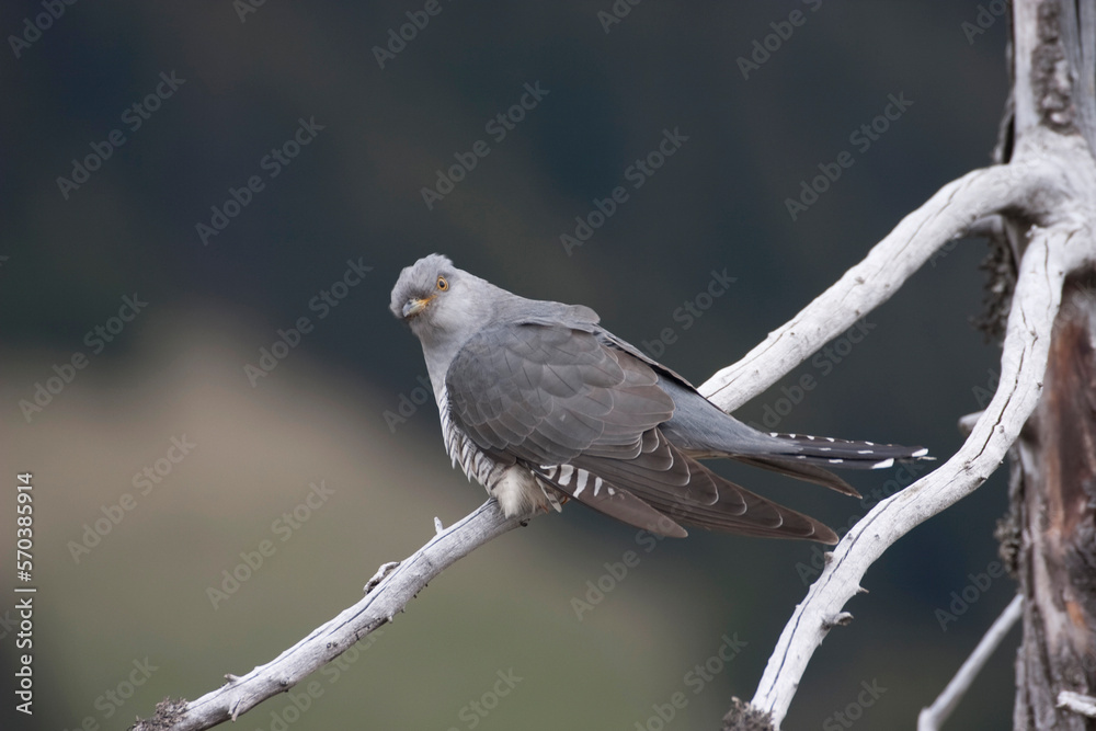 Fototapeta premium cuckoo (Cuculus canorus)