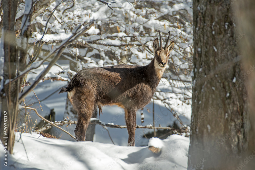 Alpine chamois or alpine buck (Rupicapra rupicapra) standing in snowy woodland in warm light against snowy forest background, Italian Alps Mountains. February.