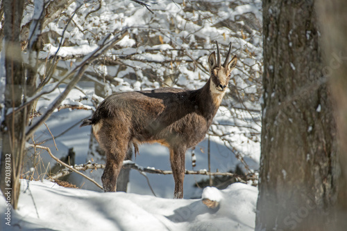 Obraz na płótnie Alpine chamois or alpine buck (Rupicapra rupicapra) standing in snowy woodland in warm light against snowy forest background, Italian Alps Mountains. February. w salonie