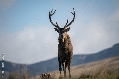 Vercors, a Stag during the bellowing, plateau d'Ombleze © Nicolas