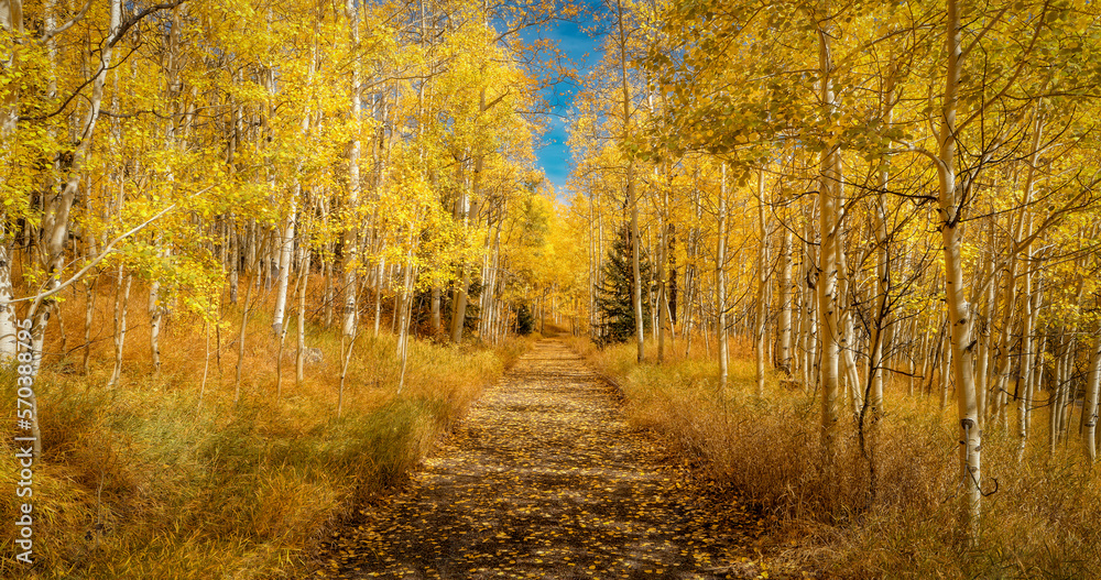 Obraz premium Colorado Autumn Path