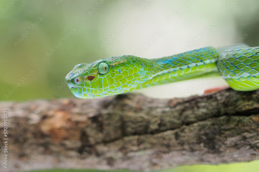 Male Trimeresurus (parias) hageni's viper Hagen in a steady attacking stance against a natural background Male Trimeresurus (parias) hageni's viper Hagen in a steady attacking stance against a natural background