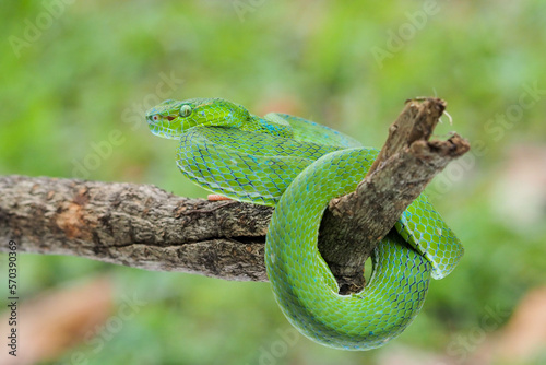 Male Trimeresurus (parias) hageni's viper Hagen in a steady attacking stance against a natural background