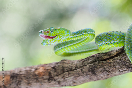 Male Trimeresurus (parias) hageni's viper Hagen in a steady attacking stance against a natural background