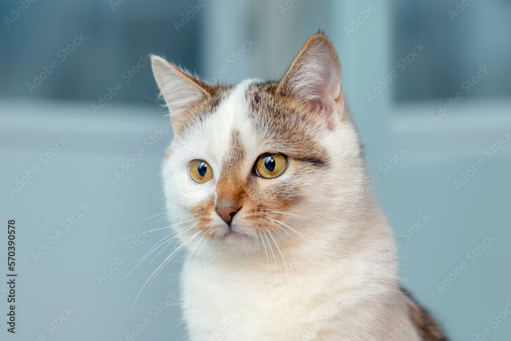 A white spotted cat on a light blue background