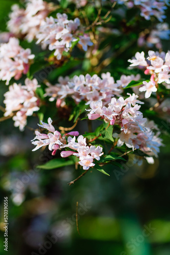Pale pink oleander with a thin thread of gossamer, against a background of dark green foliage. (ID: 570390556)