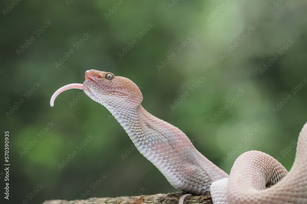 Mangrove Pit Viper closeup on the branch. Mangrove Pit Viper ...