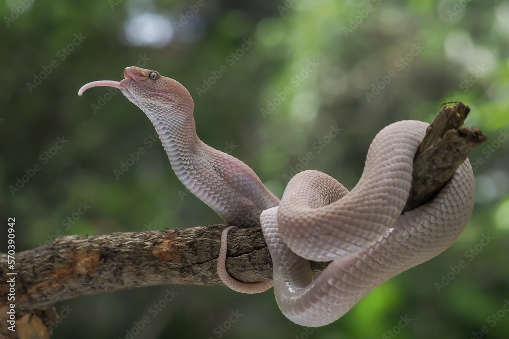 Mangrove Pit Viper closeup on the branch. Mangrove Pit Viper (Trimeresurus purpureomaculatus), viper, rattlesnake Mangrove Pit Viper closeup on the branch. Mangrove Pit Viper (Trimeresurus purpureomaculatus), viper, rattlesnake
