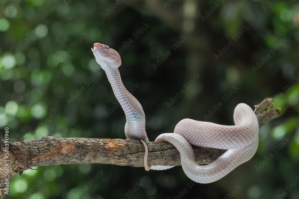 Mangrove Pit Viper closeup on the branch. Mangrove Pit Viper (Trimeresurus purpureomaculatus), viper, rattlesnake Mangrove Pit Viper closeup on the branch. Mangrove Pit Viper (Trimeresurus purpureomaculatus), viper, rattlesnake