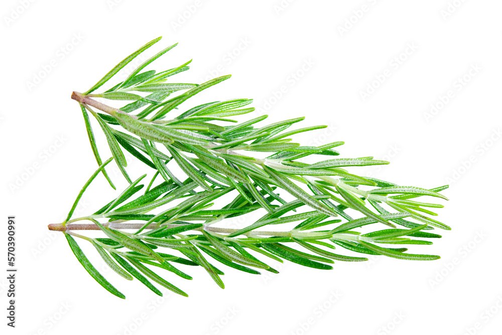 Fototapeta premium Rosemary