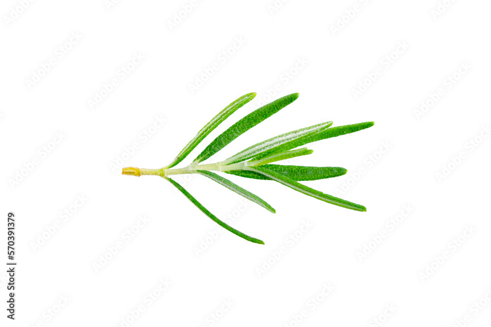 Fototapeta premium Rosemary