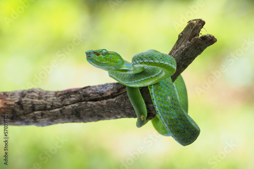 Male Trimeresurus (parias) hageni's viper Hagen in a steady attacking stance against a natural background