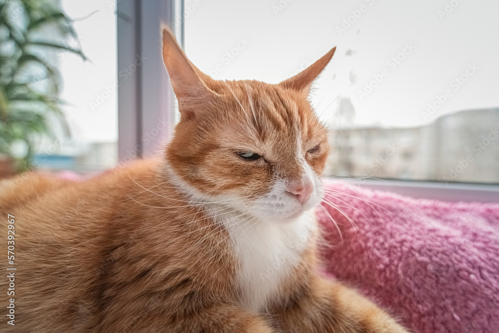 Portrait of a beautiful red cat on the windowsill, photographed with a wide-angle lens.