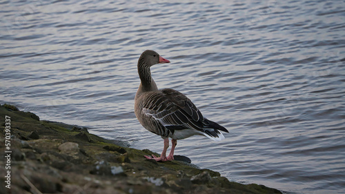 Wildgans am Fluss, Graugans, Hintergrund