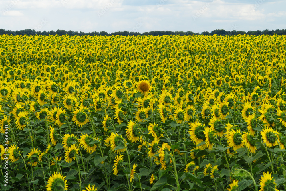 Concept of individual vision. Field of sunflowers, one of the biggest sunflowers is facing the opposite way