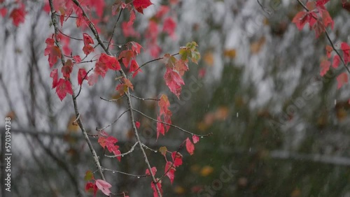 Slow motion close up of maple tree while raining