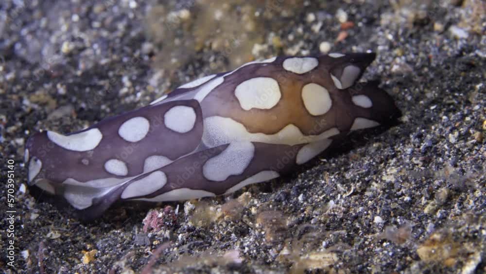 Spotted sea slugs is fascinating underwater marine creatures