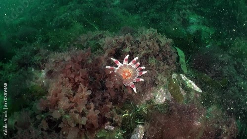 Sea star Sunstar Crossaster papposus, is underwater in Barents Sea. Sea star, also known as starfish, is fascinating creature that can be found in waters of Barents Sea. photo