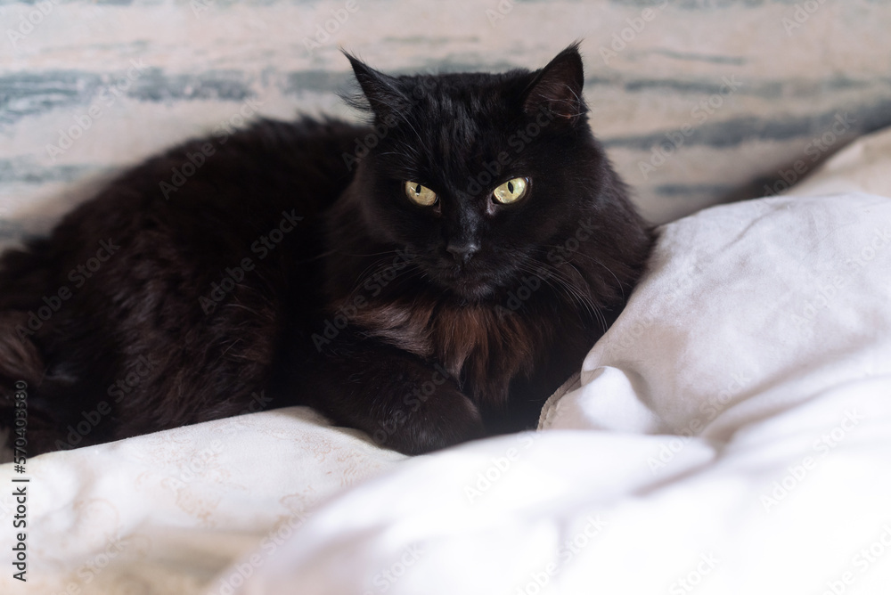 portrait of a beautiful black fluffy cat lying on a bed on a white blanket